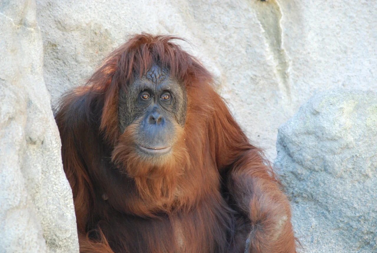 Monkey Jungle, Miami